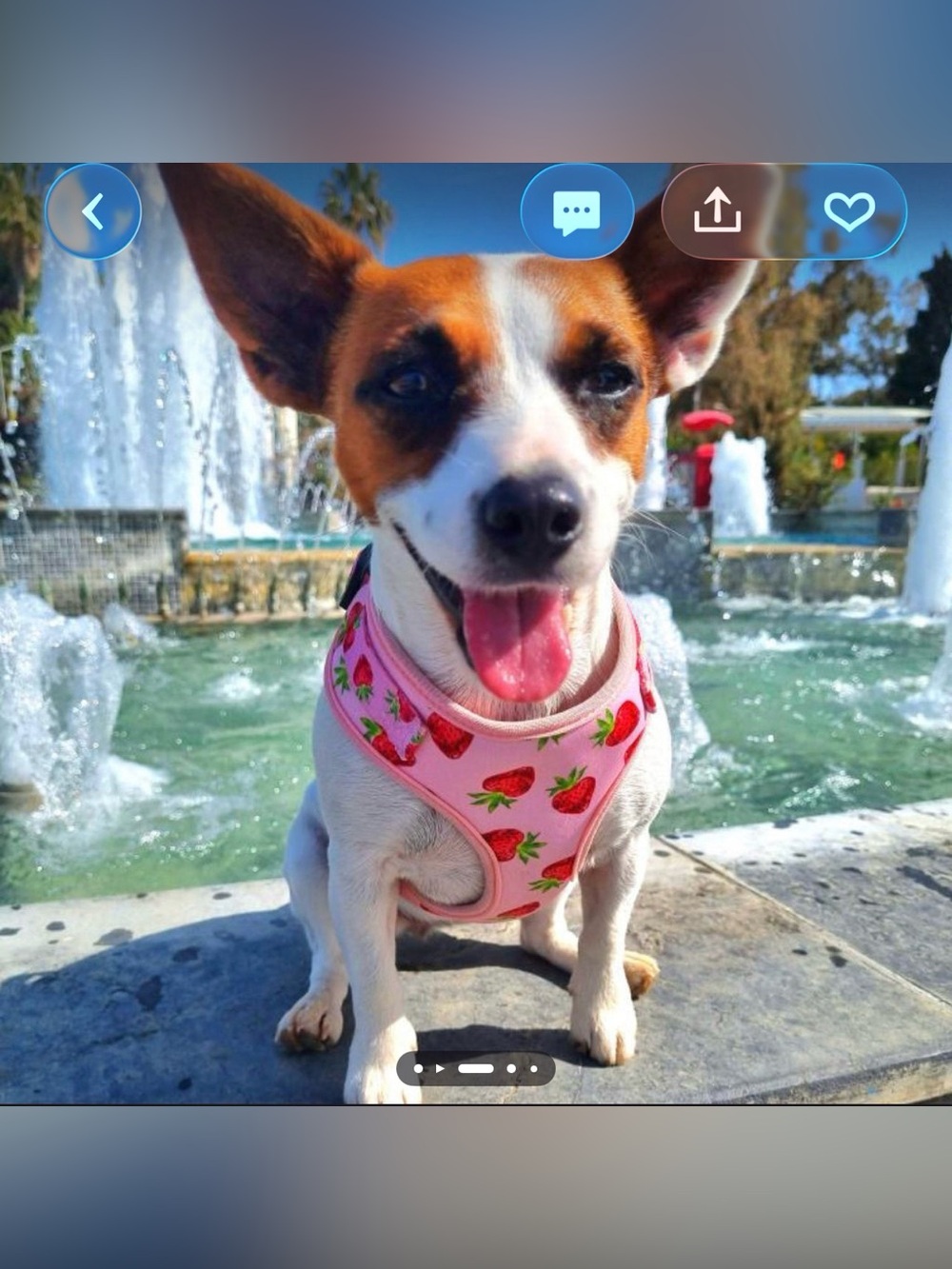Happy Fur Paws Strawberry Print Adjustable Dog Harness • Sz: Large